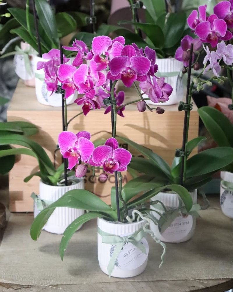 Orchid Feels Elegant And Special For A Meaningful Gift