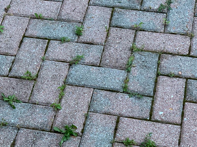 Apply Vinegar Carefully On Sunny Days For Spot Control