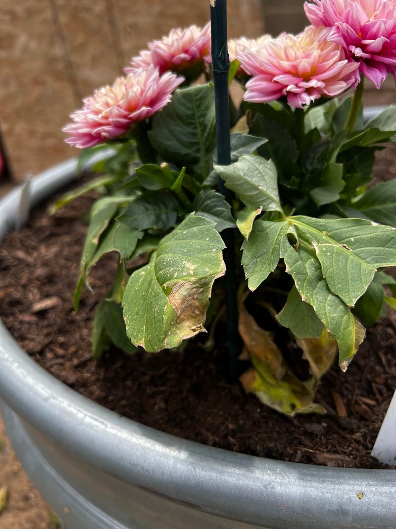 Overwatering Can Lead To Weak Growth And Fewer Flowers