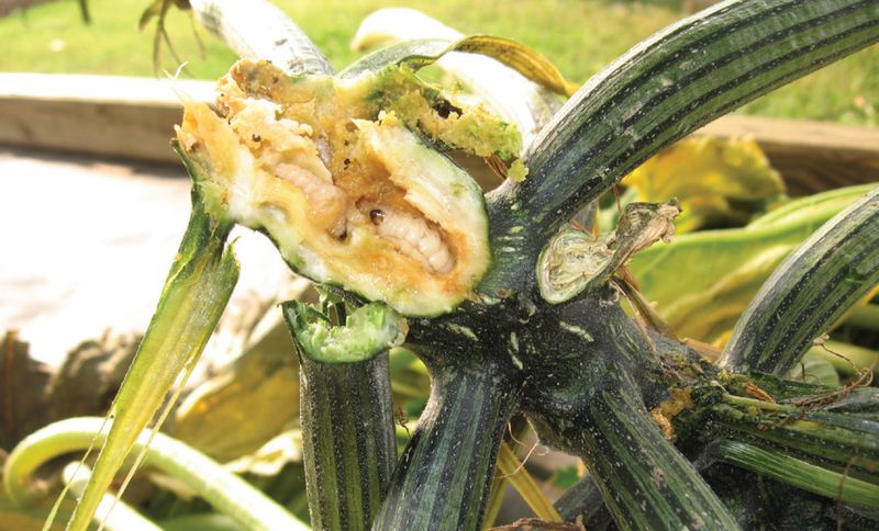 Squash Vine Borers That Damage Healthy Plants