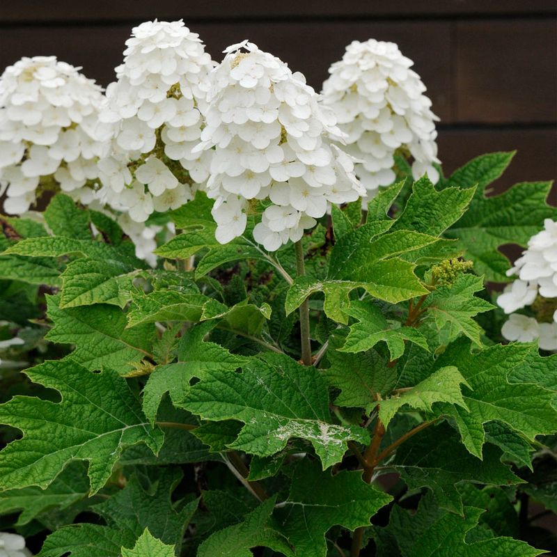 Know Your Hydrangea Type Before You Start