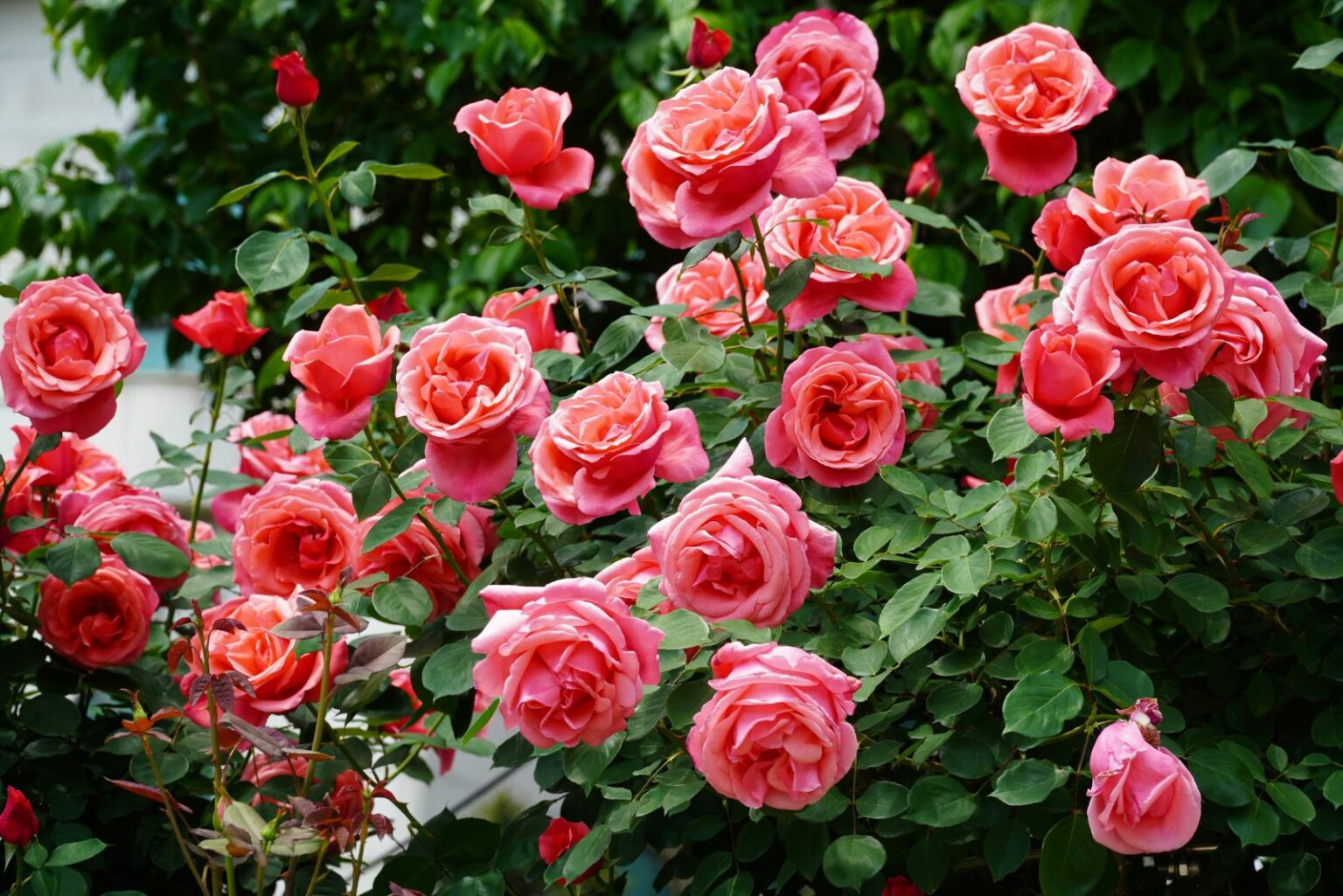 Sring Roses Power Up Your Roses Before Spring Arrives In Pennsylvania