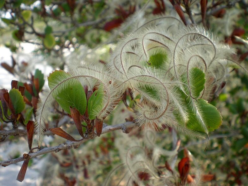 Mountain Mahogany Brings Structure To Rocky Landscapes