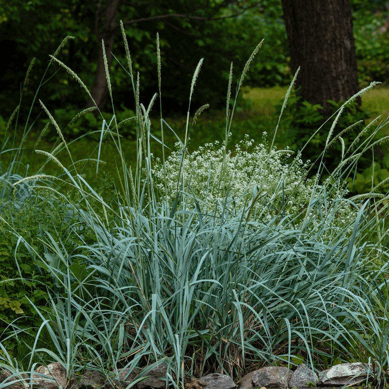 Canada Wild Rye Establishes Fast In Dense Clay Sites