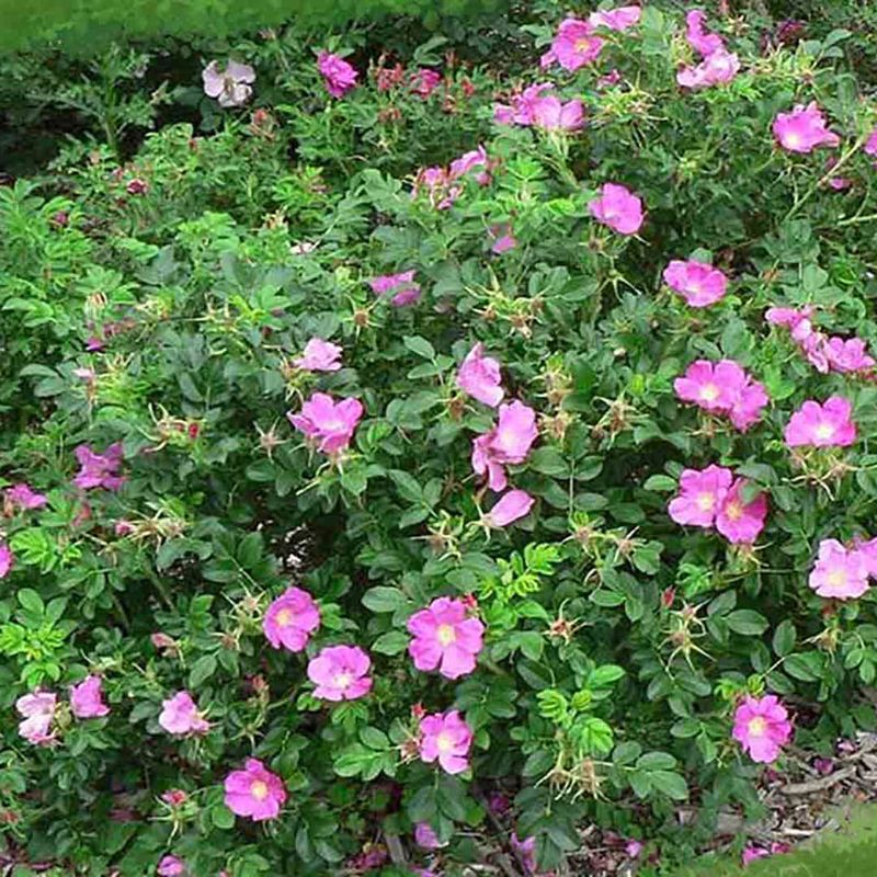 Rugosa Roses Tolerate Sand And Lake Effect Conditions