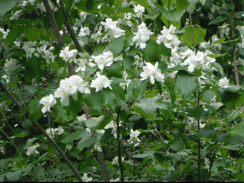 Lewis's Mock Orange (Philadelphus Lewisii)