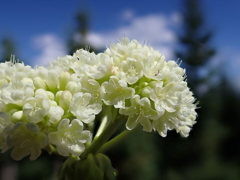 Sulphur Buckwheat Forms Silvery Mounds With Yellow Flowers