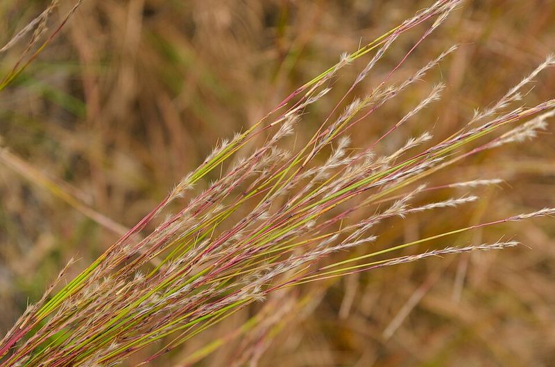 Little Bluestem Grass Adds Warm Fall Color And Texture