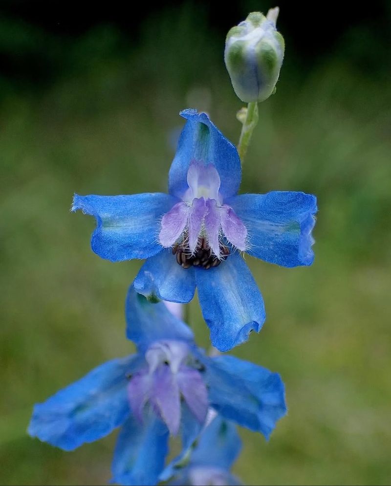 Carolina Larkspur Rising Tall With Lavender Spikes