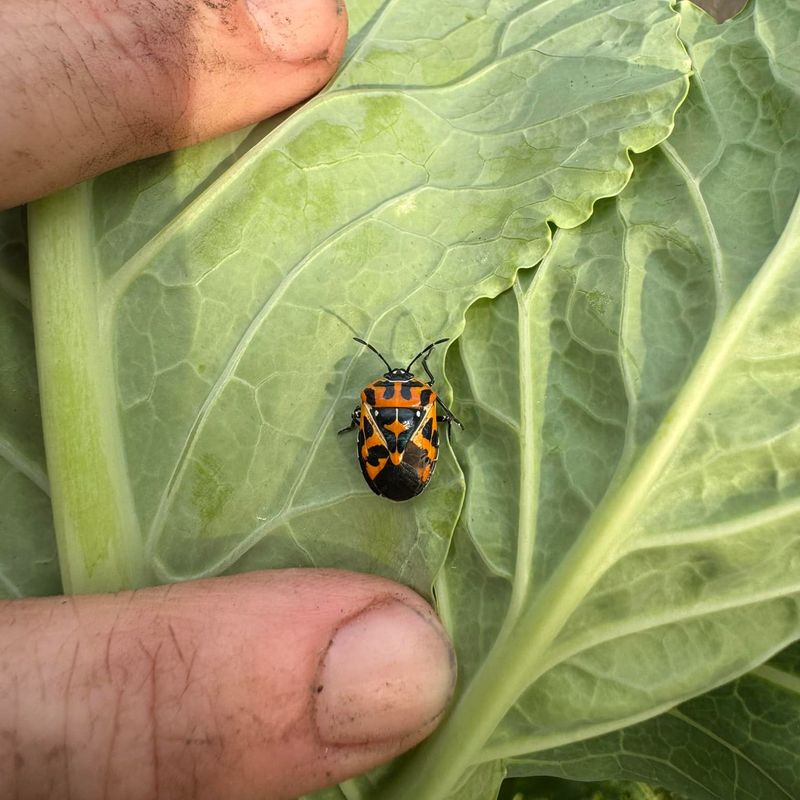 Harlequin Bug