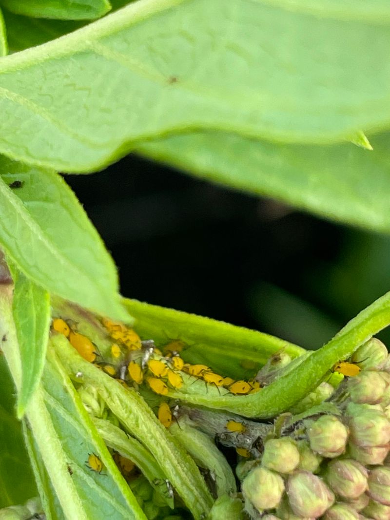 Rapid Reproduction Lets Aphids Multiply Quickly