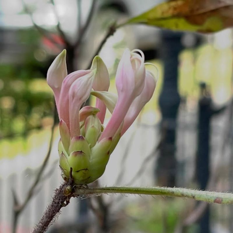 Pruning Right After Blooming Helps Preserve Next Year's Flowers