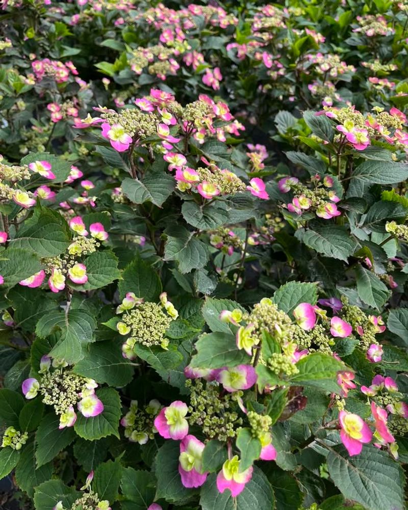 Blooms On Old Wood And Sometimes New Growth