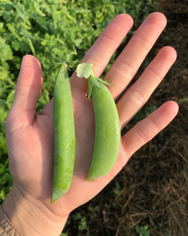 Plant Hardy Crops Like Peas As Soon As Soil Cooperates