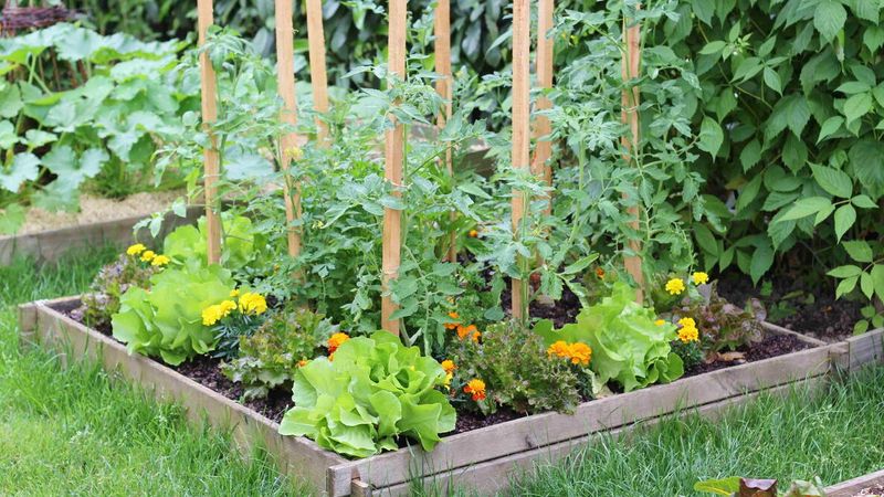 Plan Garden Layout And Crop Rotation