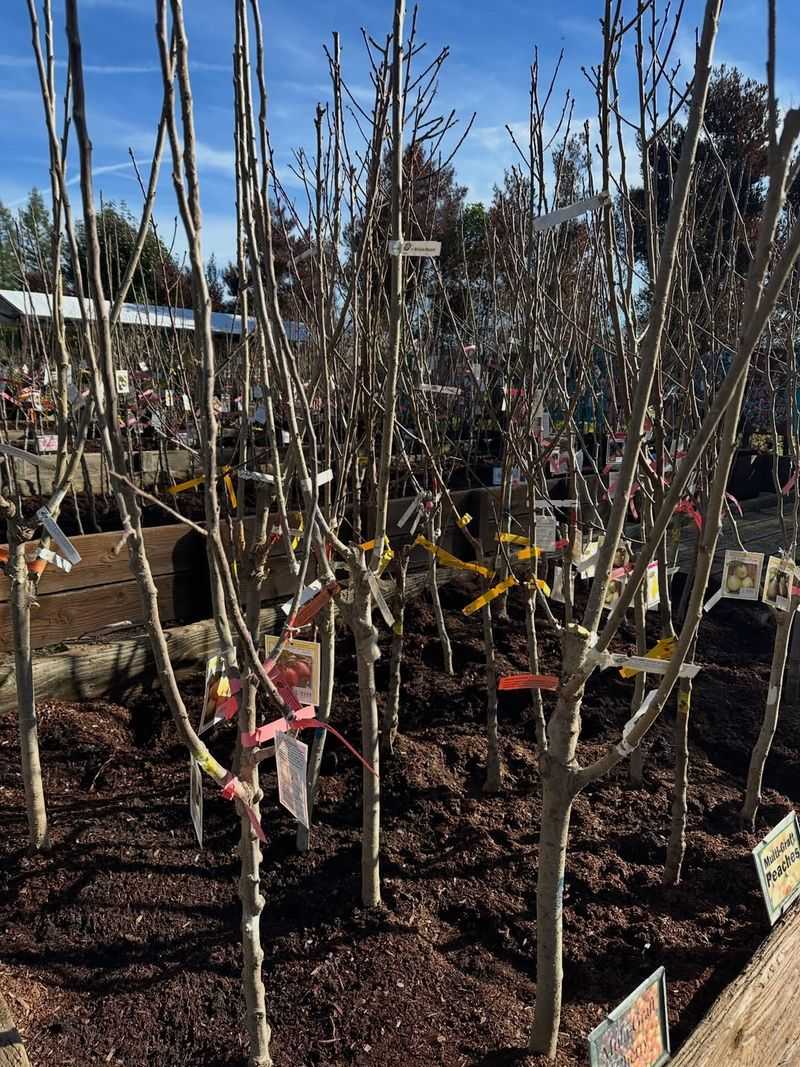 Plant Bare-Root Fruit Trees And Roses