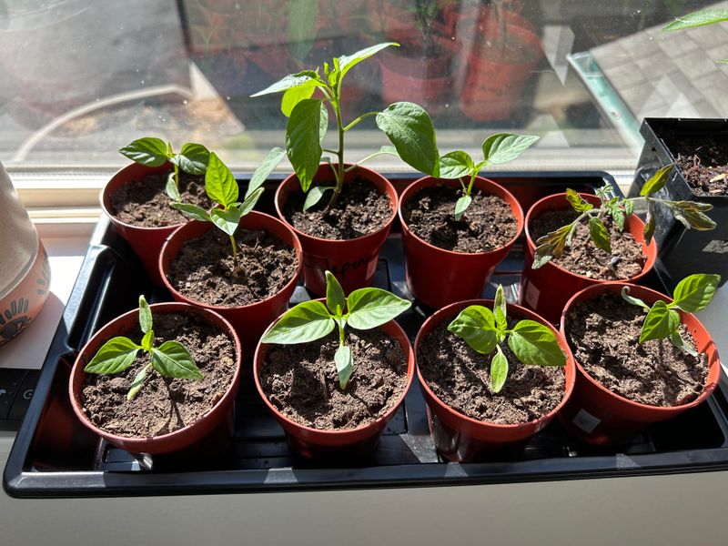 Start Seeds Indoors