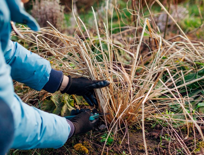 Clean Up Garden Beds After Winter