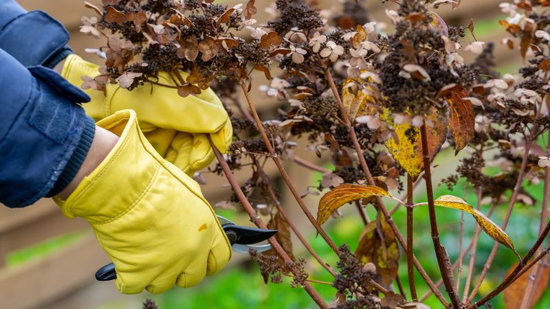 Prune Damaged Plants