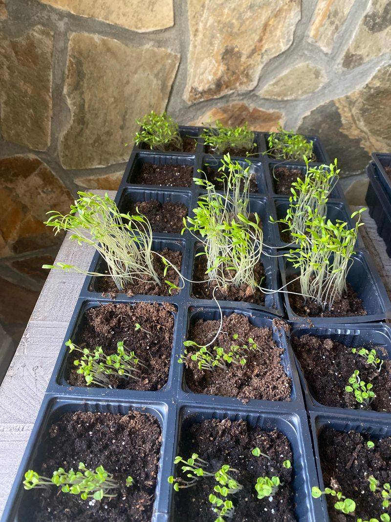 Starting From Seeds vs. Starter Plants