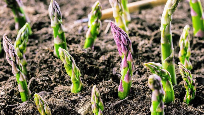 Planting Asparagus: Timing And Techniques