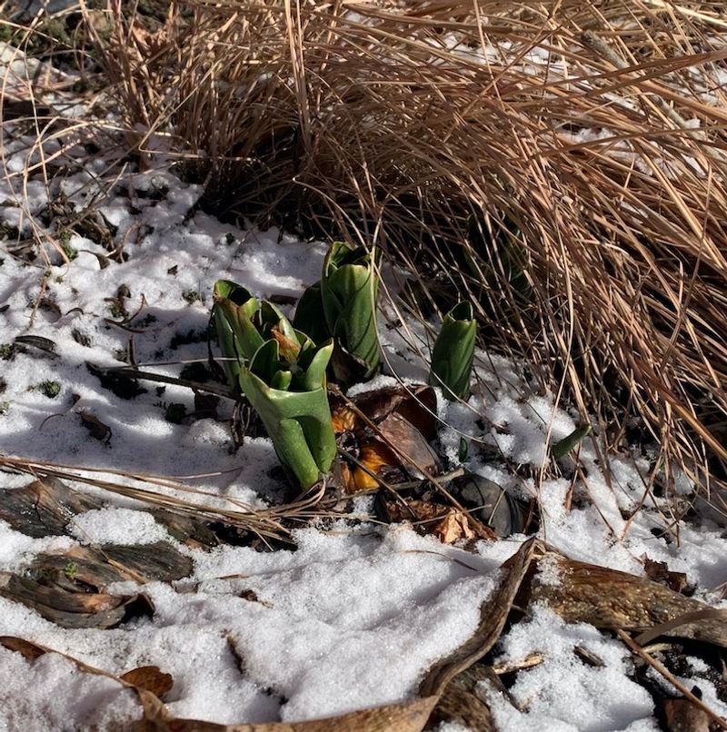 Protect Roots Without Trapping Cold