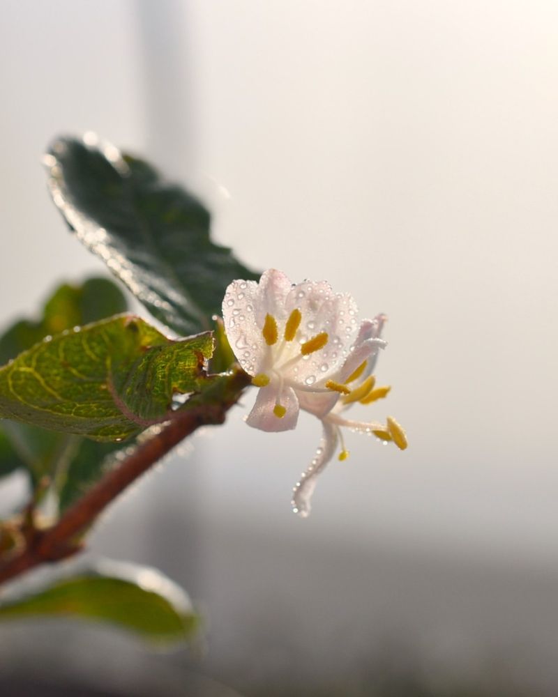 Protects Flower Buds