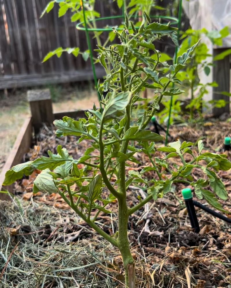 Previous Nightshade Locations