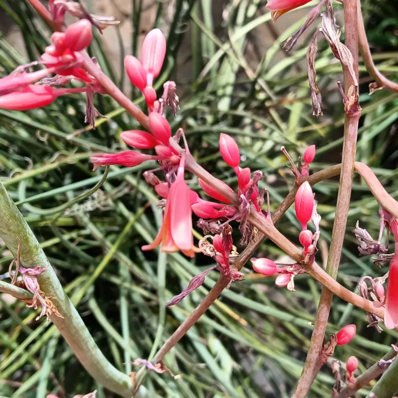 Red Yucca Lifts Coral Flower Spikes Above The Leaves