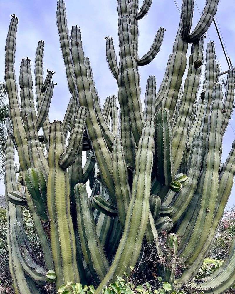 Mexican Fence Post Grows Tall And Tight