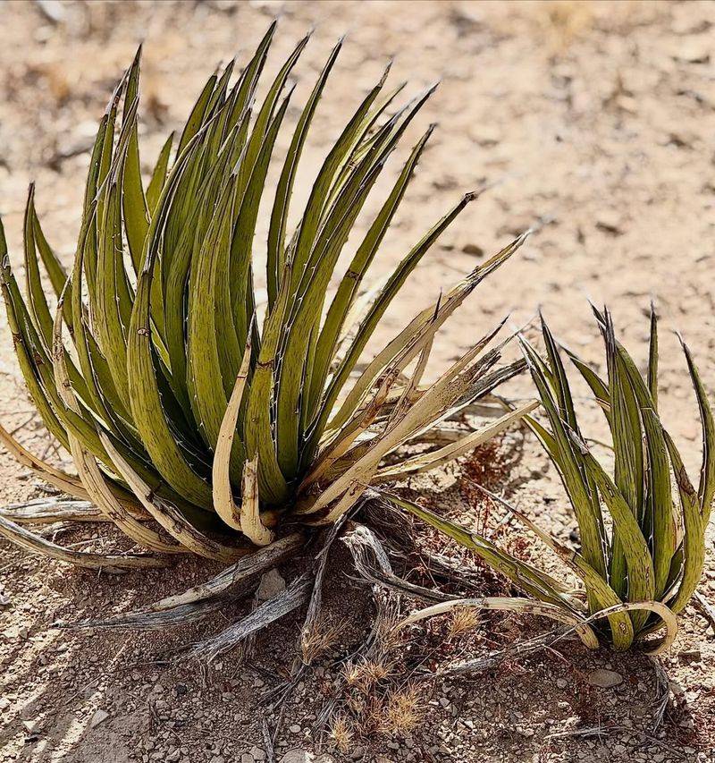 Lechuguilla (Agave Lechuguilla)