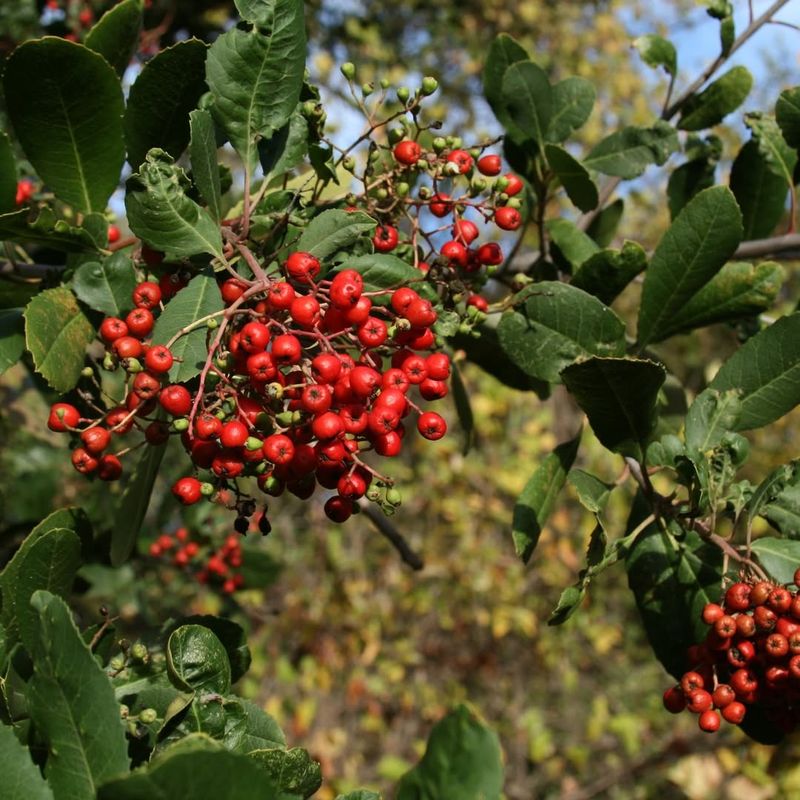 Toyon (Heteromeles arbutifolia)