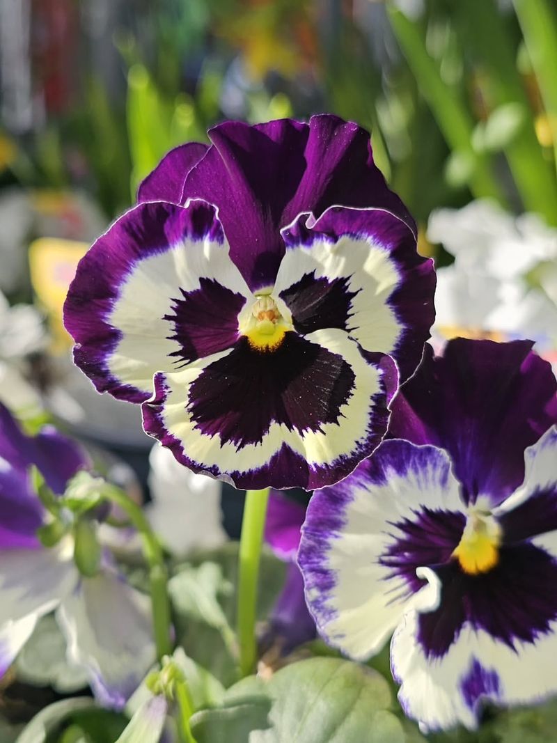Pansy