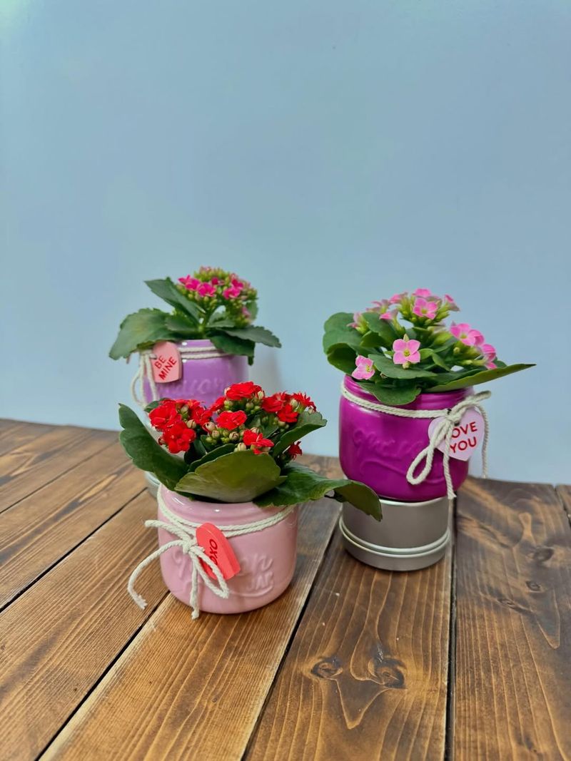 Kalanchoe Produces Bright Clusters Of Long Lasting Flowers