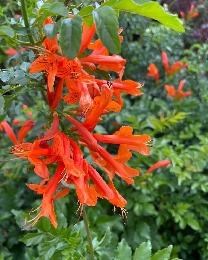 Cape Honeysuckle Brings Bold Tubular Flowers