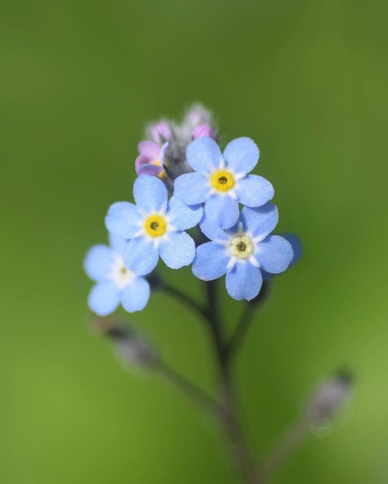 Forget-Me-Not (Myosotis Spp.)