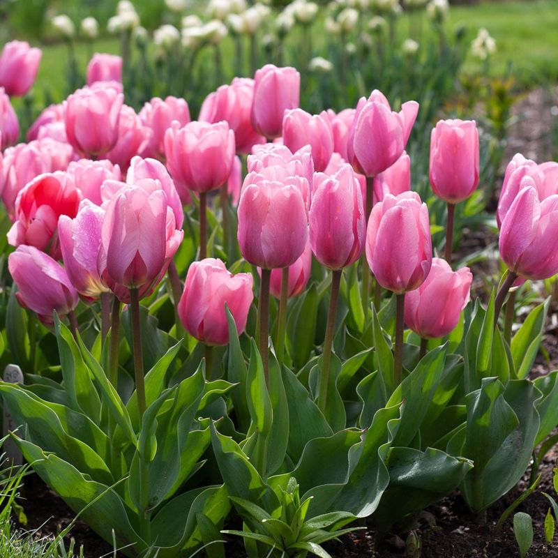 Tulips