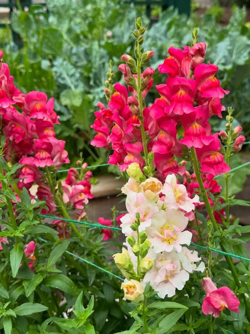 Snapdragons Add Height And Layered Color To Beds