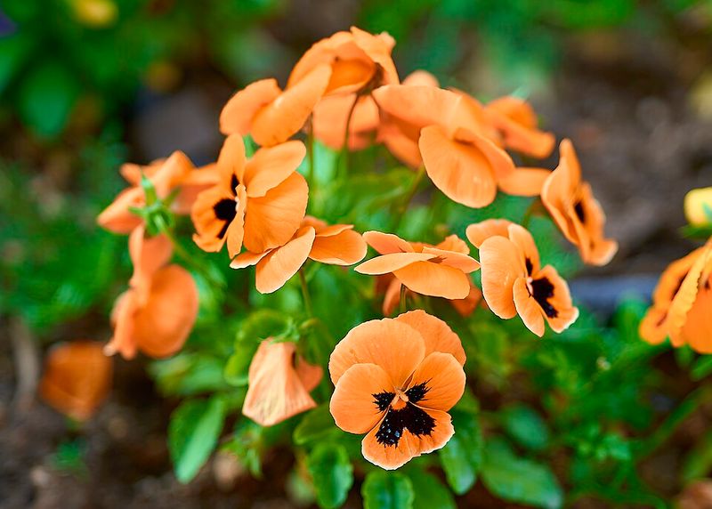 Pansies Add Vibrant Flowers That Thrive In Texas Spring