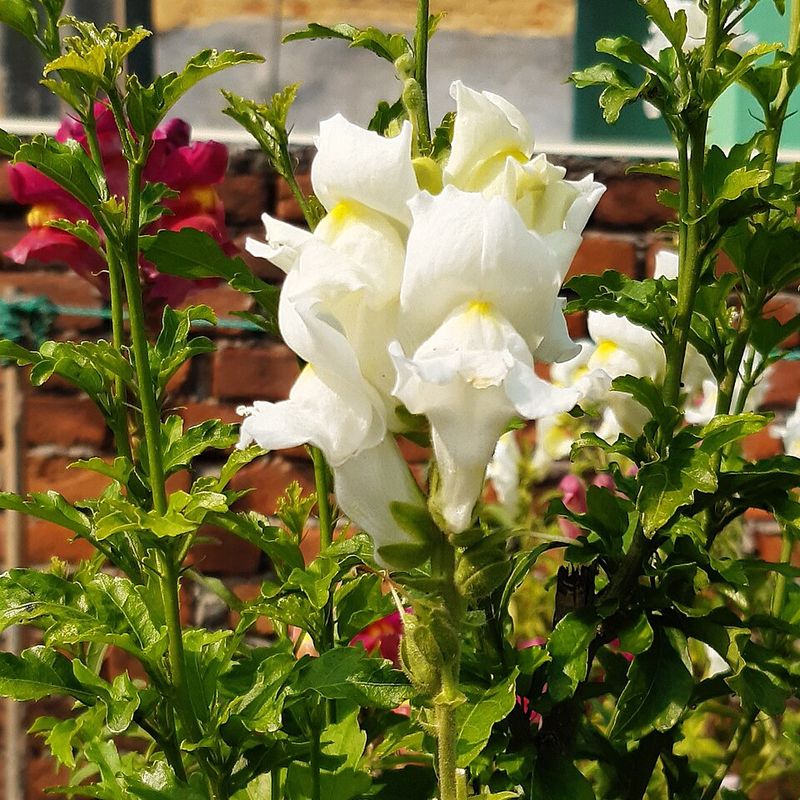 Snapdragons Add Height Before Summer Arrives