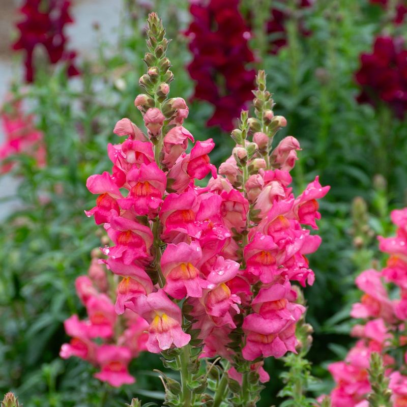 Snapdragons (Antirrhinum Majus)
