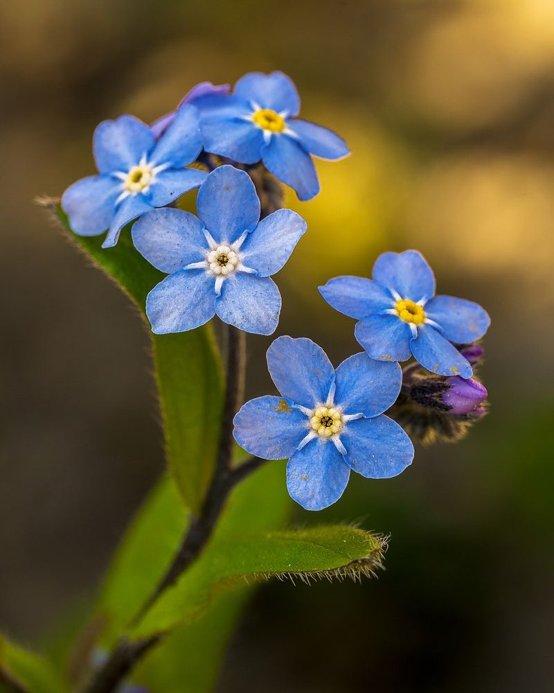 Forget‑Me‑Nots Creating Dreamy Blue Tapestries