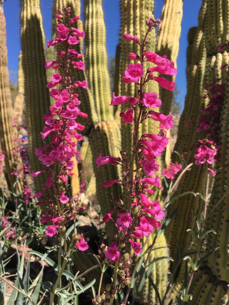 Pick Native And Desert-Adapted Options For Better Success