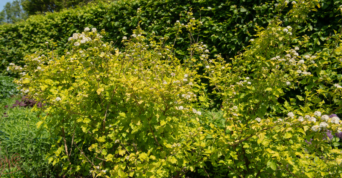 privacy plant for michigan