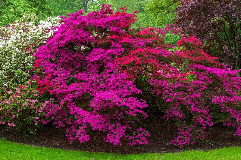 Azalea (Non-Hardy Types)