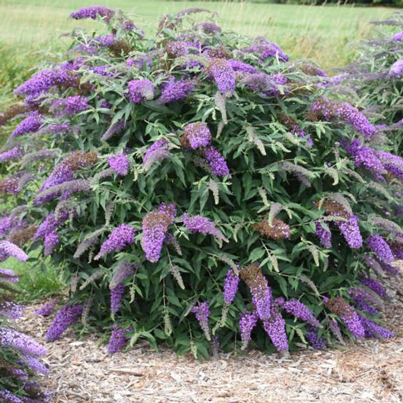 Butterfly Bush