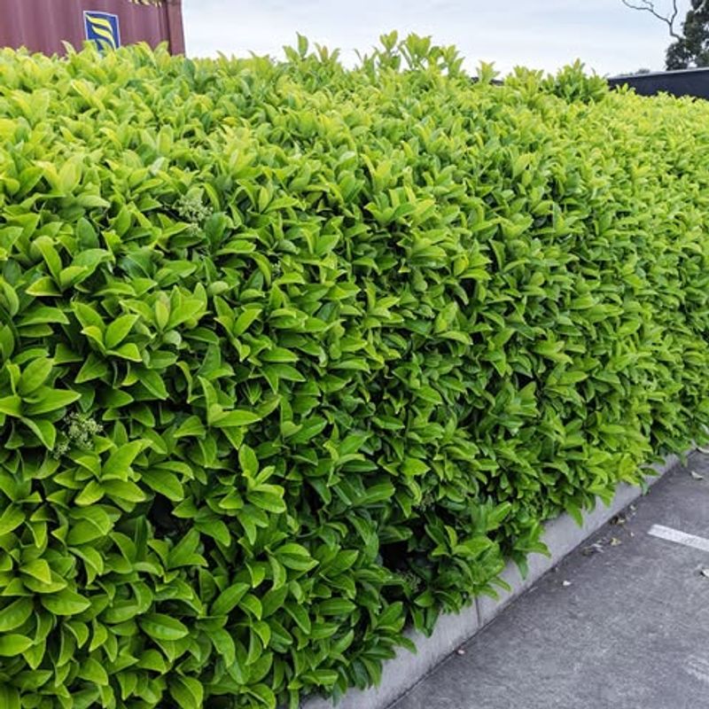 Viburnum Builds A Full And Reliable Screen