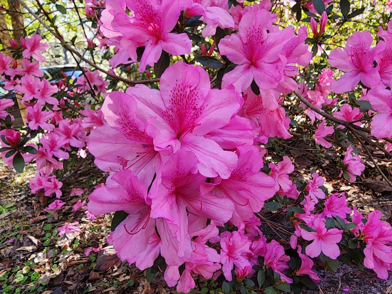 Azaleas Are Widely Planted And Often Overused In Landscapes