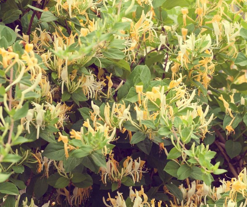 Bush Honeysuckle Has No Place In A Better Ohio Landscape