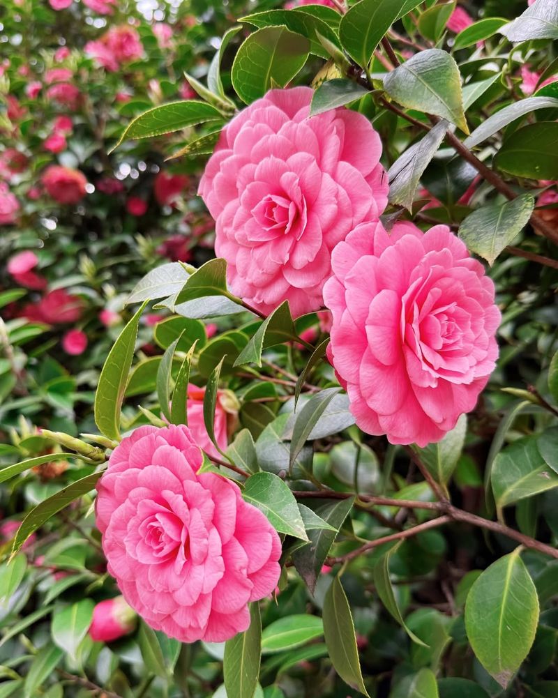 How Good Post Bloom Care Leads To Better Blooms Next Season